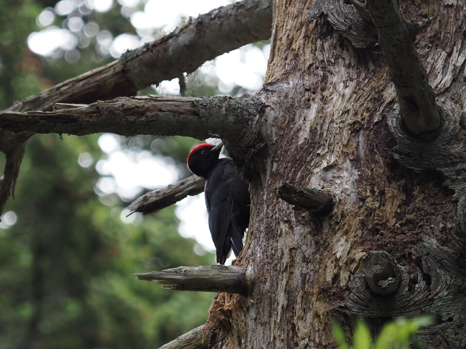 野鳥のクマゲラ